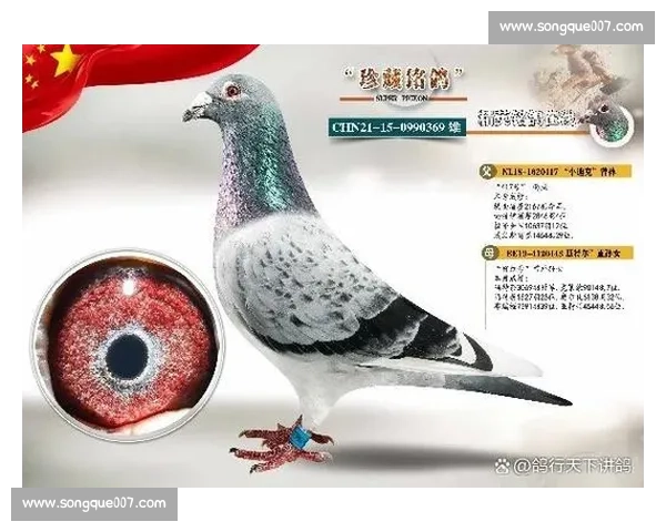 打造冠军赛鸽的训练与饲养秘诀 提升比赛成绩的关键因素解析 打造冠军赛鸽的训练与饲养秘诀 提升比赛成绩的关键因素解析