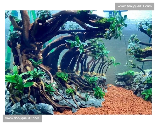 草缸造景艺术大赛作品展示 绿意盎然的水下世界与自然景观的完美融合